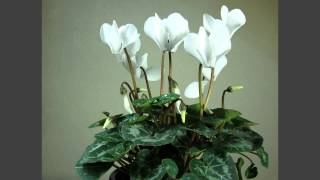 Cyclamen flowering timelapse over 4 weeks [upl. by Llerrit251]