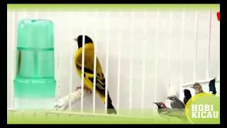 Hooded Siskin Singing  Spinus Magellanica [upl. by Negrom467]