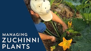 How to Manage Zucchini Plants [upl. by Rillis509]