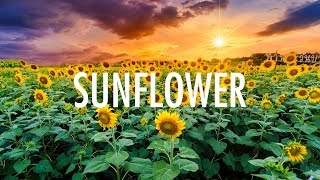 Post Malone Swae Lee – Sunflower Lyrics 🎵 [upl. by Celine]