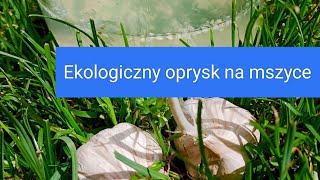 Naturalny oprysk z czosnku na mszyce Sprawdzona receptura Jak pozbyć się mszycy naturalnie [upl. by Rangel777]