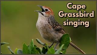 CAPE GRASSBIRD singing [upl. by Roze]