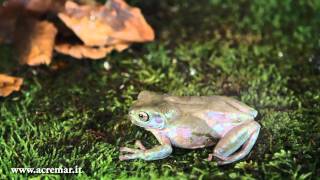 Litoria caerulea Raganella di White Raganella verde australiana Australian Green Tree Frog [upl. by Rigdon625]