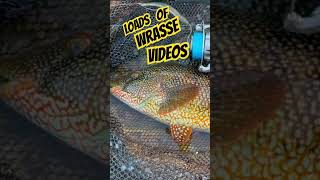 Loads of Wrasse Videos theconstantangler wrassefishing lurefishingforwrasseuk lurefishinguk [upl. by Slein647]