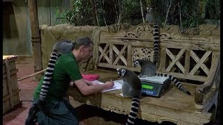 Tierische Zählung Inventur im Tropenaquarium bei Hagenbeck [upl. by Ahsitak]