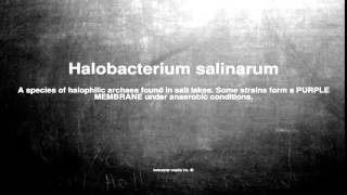 Medical vocabulary What does Halobacterium salinarum mean [upl. by Nadual]