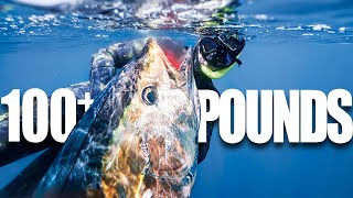 Spearfishing GIANT Bluefin Tuna  Chasing Foamers in San Diego California [upl. by Kempe276]