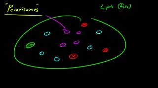 Biology Lecture  25  Peroxisome [upl. by Rich]