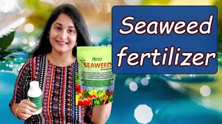 How to make and use Seaweed Fertilizer  Benefits of Seaweed in plants I seaweed fertilizer [upl. by Nil]