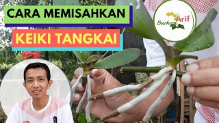 Cara Memisahkan Keiki Tangkai Anggrek Bulan [upl. by Osborne]