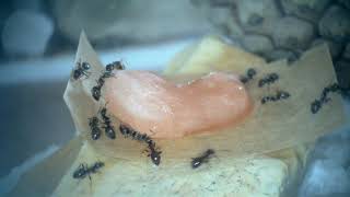 Lasius niger complete care guide [upl. by Clover]