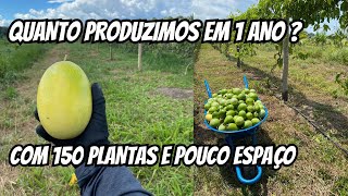 Produtividade do Maracujá em 500m2 150 plantas de BRS Gigante Amarelo da Embrapa [upl. by Landis69]