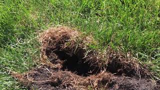 How To Stop Kill Moles Voles amp Gophers From Destroying Your Lawn [upl. by Brew]