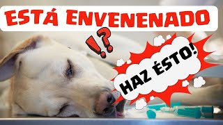 🛑Sintomas de un Perro ENVENENADO ⏩ Aprende 10  Síntomas CLAVES y los PRIMEROS AUXILIOS ✅ [upl. by Sileray297]