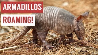 Playful Baby Armadillo Compilation [upl. by Garald3]