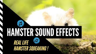 Hamster Sound Effects Real Hamster Sound Effects Hamster Squeaking Sound [upl. by Saire]