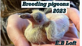 Breeding pigeons 2023 [upl. by Chemarin]