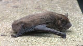 Nathusius Pipistrelle Bat [upl. by Nirehtac]