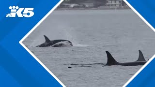 Orca lovers report sightings of LPod in Penn Cove site of whale captures decades ago [upl. by Miuqaoj]