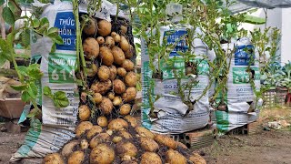 Why do potatoes grow in bags of soil have so many tubers Here is the answer [upl. by Babby282]