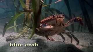 Shape of Life Marine Arthropods  A Successful Design [upl. by Airat]