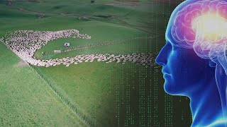 AI Learns to HERD SHEEP [upl. by Ordnazil652]