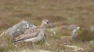 Whimbrel Calling [upl. by Adiell993]