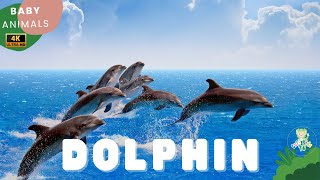 Dolphin for children  Learn All About Dolphin  Animals for Kids  CuteKidsTV [upl. by Akerue]