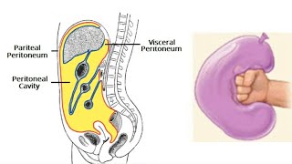 anatomie de labdomen  paroi abdominale et péritoine [upl. by Lac]