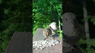 Sparrow Feeds Cowbird Chick Parasite [upl. by Einreb]