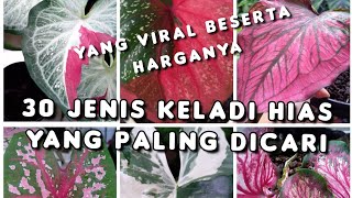 30 JENIS DAN HARGA KELADI HIAS YANG PALING DICARI [upl. by Nerland251]