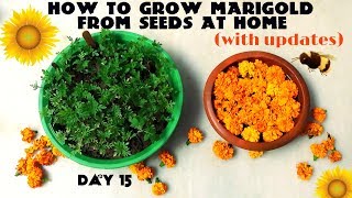 How to Grow Marigold From Seeds With Updates [upl. by Xaviera]