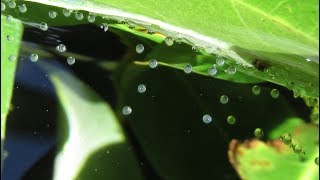 Breeding Gouramis 2nd Time with Closeup of Eggs and Fry [upl. by Ajiram420]