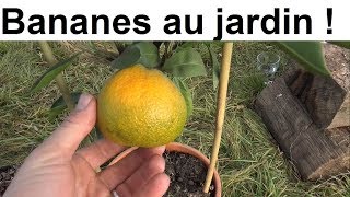 Bananes et Mandarines au jardin [upl. by Bridwell]