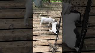 Video of adoptable pet named Nine Mile [upl. by Siseneg]