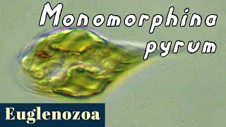 Monomorphina pyrum Euglenozoa [upl. by Ynoep286]