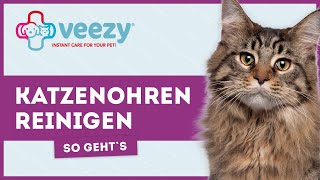 Katzenohren reinigen ► Wie gehts richtig [upl. by Recor]