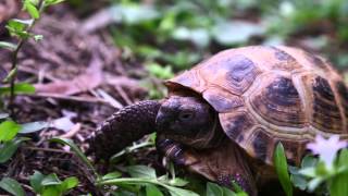 Russian Tortoise Hibernation  Ultimate Guide [upl. by Llered415]