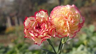 Carnations flowers Plants Dianthus caryophyllus [upl. by Hermon]