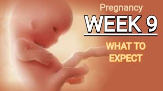 Week 9 pregnancy progress week by week pregnancy guide 9th week of pregnancy [upl. by Albertson580]