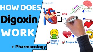 How does Digoxin Work EASY Pharmacology [upl. by Jareb500]