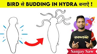 How to draw budding in hydra step by step for beginners [upl. by Halley961]