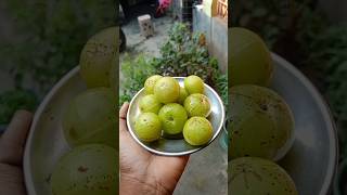 Amlokir achar er recipe  আমলকী আচার shots [upl. by Eimile]