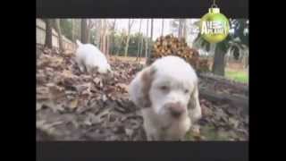 CLUMBER SPANIEL  ABC CANINO  101 DOGS  ESPAÑOL [upl. by Eibrik]