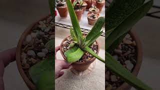 Gasteria Little Warty plants succulent gasteria [upl. by Saidnac]