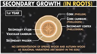 Secondary Growth in Dicot Root  Anatomy of Plants  Class 11 Biology [upl. by Anama472]