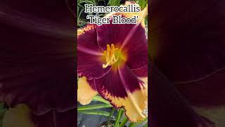 Hemerocallis ‘Tiger Blood’ hemerocallis daylillies daylilies daylily perennial flower plants [upl. by Arol]