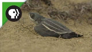 Leatherback Turtle Hatchlings Emerge from Sand [upl. by Other386]