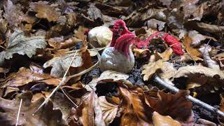 Clathrus Archeri Devils fingersOctopus stinkhorn Filmed Over six daysfungi mushroom time lapse [upl. by Blaine]