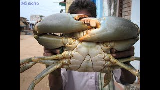 ଚିଲିକା କଙ୍କଡା ସ୍ୱାଦିଷ୍ଟ ତରକାରୀ  crab curry  home made gaon crab curry  khekada curry in home [upl. by Neona]